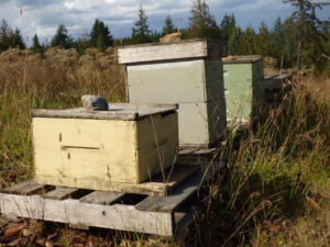 It's still a little chilly on this early spring afternoon. The Bees are still asleep in their hives.